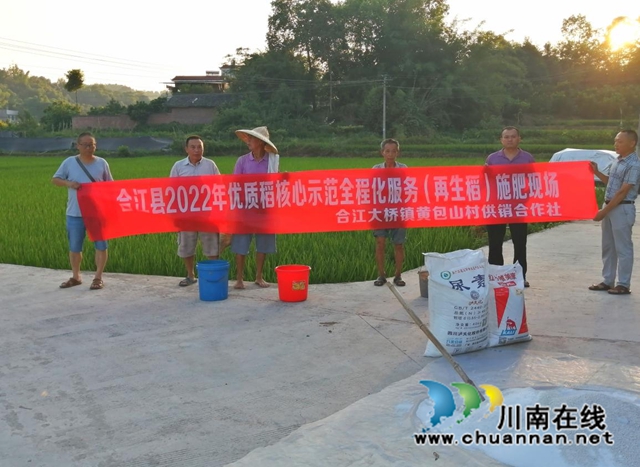 合江:用好绿色高产高效技术,推动乡村振兴持续发展(图2) 水稻2.jpg