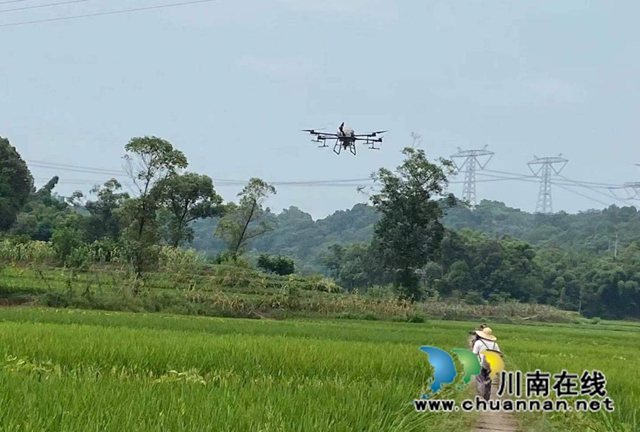 合江:用好绿色高产高效技术,推动乡村振兴持续发展(图3) 水稻3.jpg