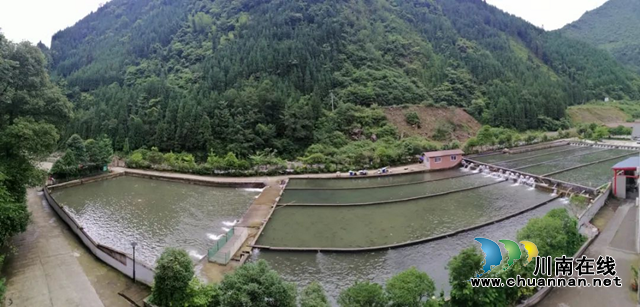 合江县石龙镇乡贤邹兵:山中养鱼,水里致富(图1) 1.png