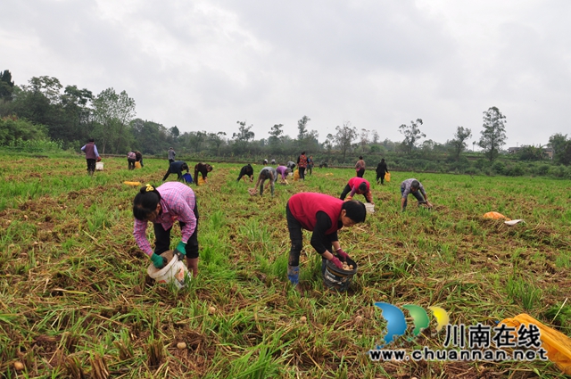 巧用空档期,闲田变钱田!泸县:水稻制种+蔬菜轮作实现钱粮双丰收(图1) 水稻制种地里播种秋洋芋1(余翔摄).jpg