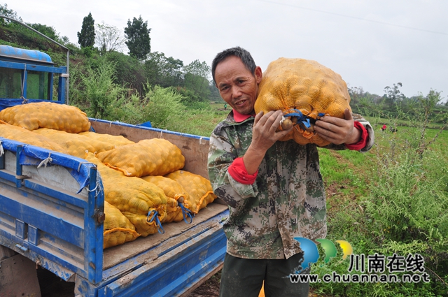 巧用空档期,闲田变钱田!泸县:水稻制种+蔬菜轮作实现钱粮双丰收(图3) 领取洋芋种子(余翔摄).jpg