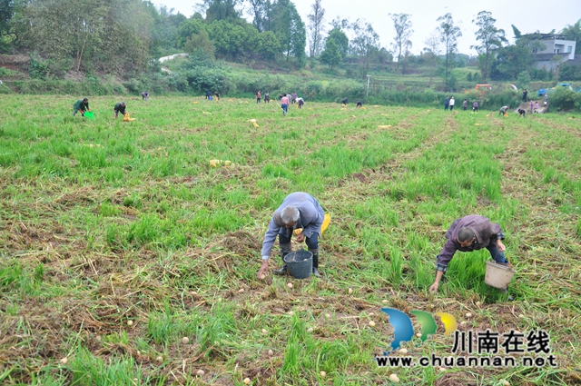 巧用空档期,闲田变钱田!泸县:水稻制种+蔬菜轮作实现钱粮双丰收(图4) 水稻制种地里播种秋洋芋(余翔摄).jpg
