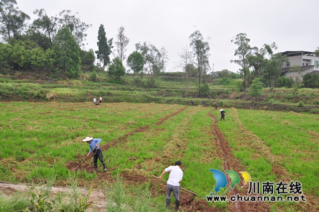 巧用空档期,闲田变钱田!泸县:水稻制种+蔬菜轮作实现钱粮双丰收(图5) 种植秋洋芋(余翔摄).jpg