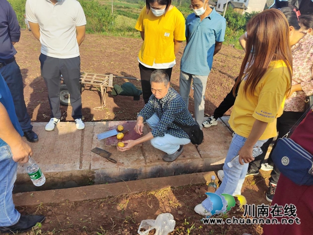 泸县云龙镇:技术培训助力抢种秋洋芋(图1) 图片1.jpg