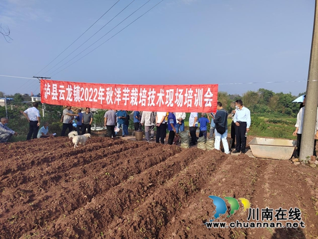 泸县云龙镇:技术培训助力抢种秋洋芋(图2) 图片2.jpg