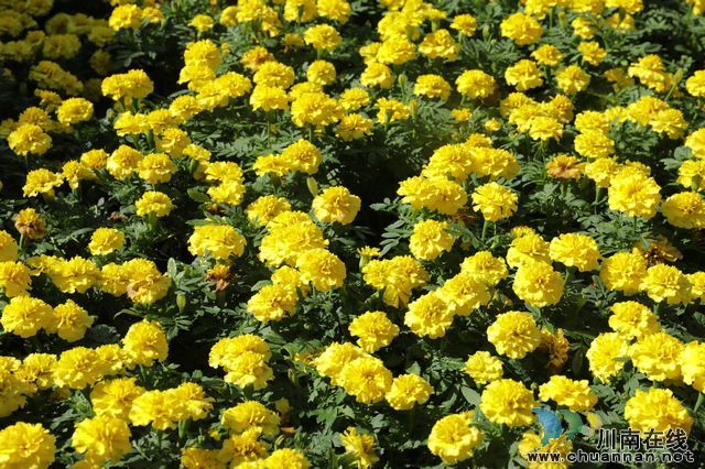 nEO_IMG_丰富多彩的植物色彩搭配让人赏心悦目 (2).jpg