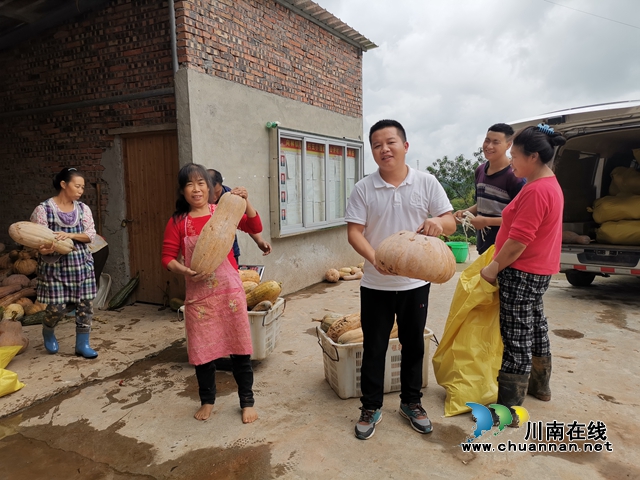 叙永县向林镇:棉竹村订单种植蜜本南瓜开收了!(图3) 3.jpg