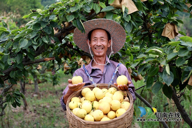 10双加镇黄金梨丰收.JPG