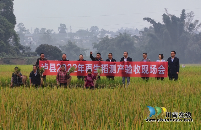 泸县2022年再生稻测产验收现场会（曾佐然摄）.jpg