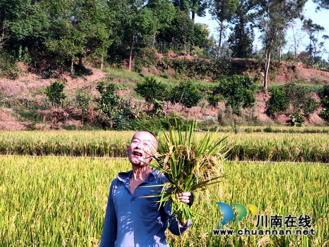 再生稻丰收，农户笑开颜3（曾佐然摄）.jpg