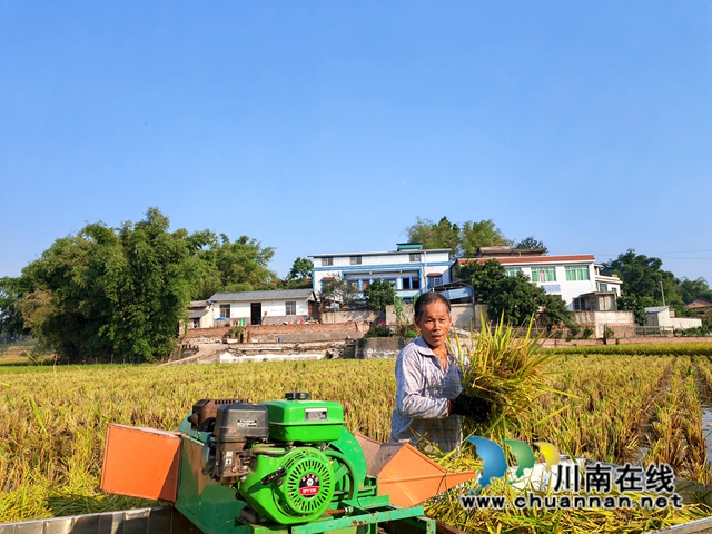 再生稻丰收，农户笑开颜2（曾佐然摄）.jpg