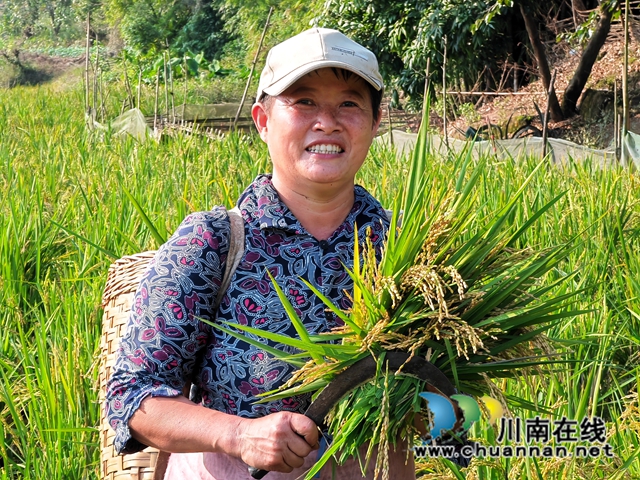 再生稻丰收，农户笑开颜6（曾佐然摄）(1).jpg