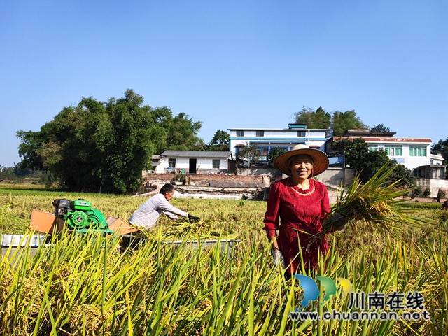 再生稻丰收，农户笑开颜8（曾佐然摄）.jpg