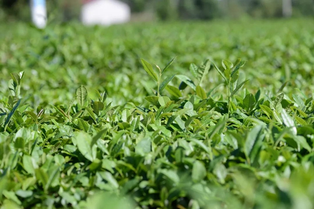 荣县这个镇茶叶综合产值实现10亿元！