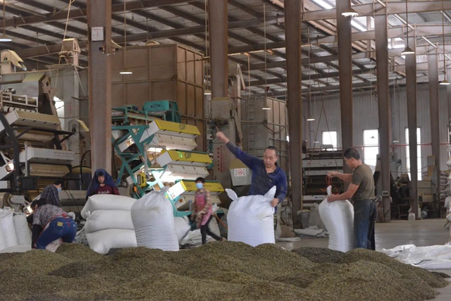 荣县这个镇茶叶综合产值实现10亿元!(图3) 荣县3.jpg