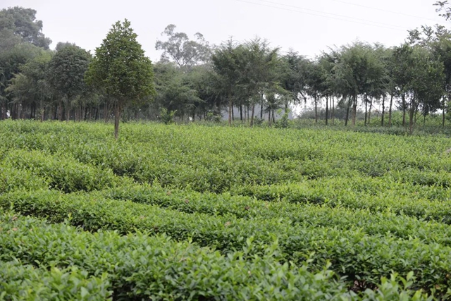 荣县这个镇茶叶综合产值实现10亿元!(图7) 荣县7.jpg