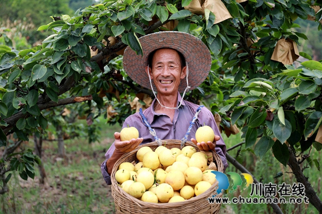 黄金梨丰收 陈星宇摄.jpg