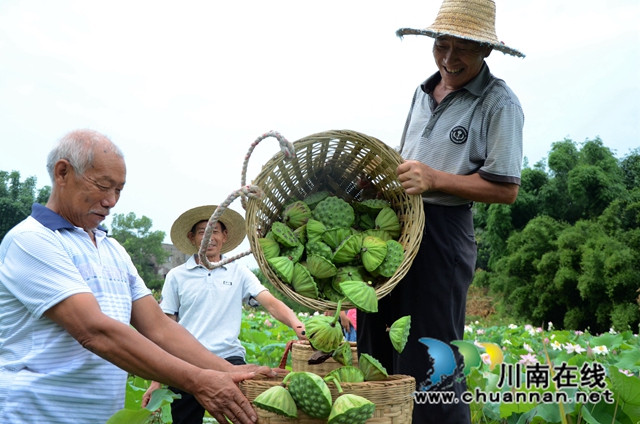 龙马潭区长春村荷花田内，农户正在整理刚采摘的成熟莲蓬 杨尚威摄.jpg