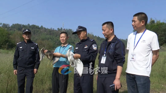 重归自然！隆昌放飞两只国家二级保护动物