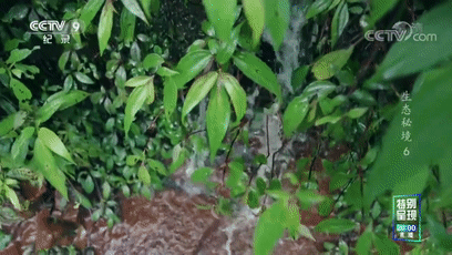 央视《生态秘境》关注古蔺茶马古道(图1) 1.gif