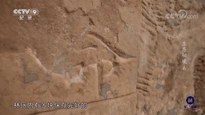 央视《生态秘境》关注古蔺茶马古道(图2) 2.gif