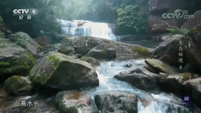 央视《生态秘境》关注古蔺茶马古道(图3) 3.gif