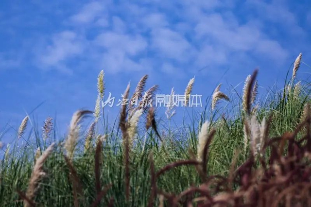 粉白相衬!秋天的内江七家滩也太惊艳了吧(图1) 1.jpg