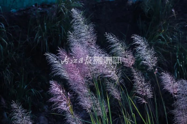 粉白相衬!秋天的内江七家滩也太惊艳了吧(图3) 3.jpg