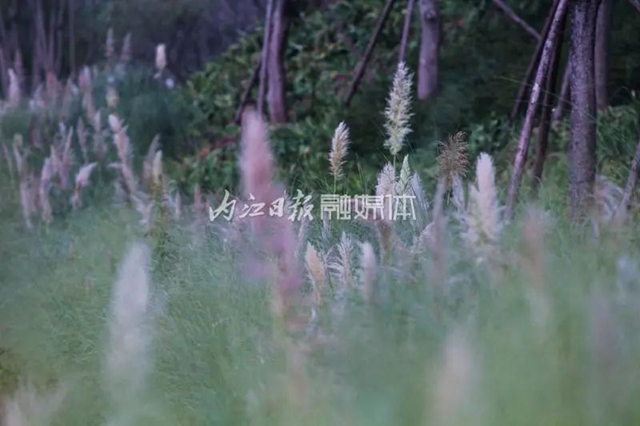 粉白相衬!秋天的内江七家滩也太惊艳了吧(图4) 4.jpg