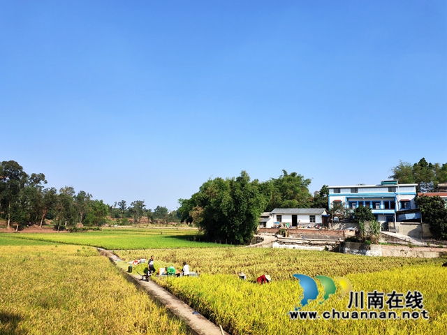 泸县再生稻丰收（曾佐然摄）.jpg