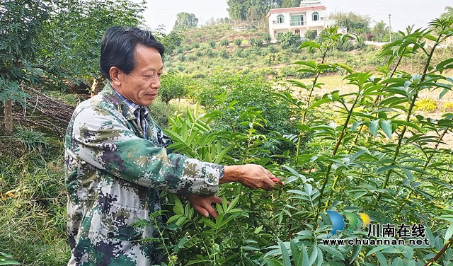图1：李彬在管理花椒树.jpg