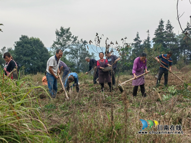合江县榕山镇:保障乡村振兴“菜篮子”,土豆种植正当时(图1) 土豆1.png