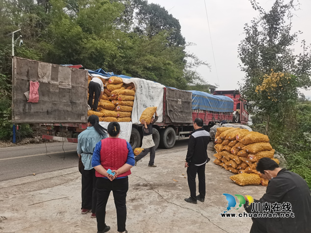 合江县榕山镇:保障乡村振兴“菜篮子”,土豆种植正当时(图2) 土豆2.png