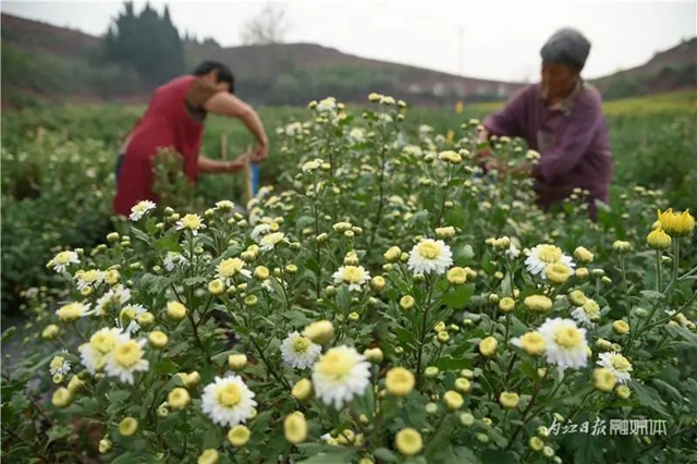 震撼!内江这里,满地尽带“黄金甲”(图8) 8.jpg