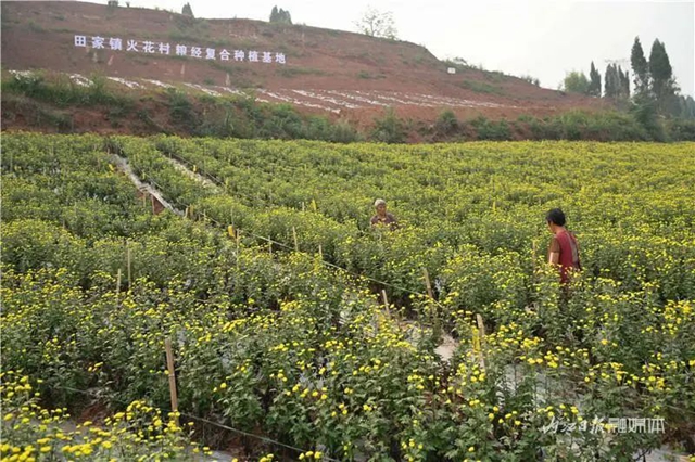 震撼!内江这里,满地尽带“黄金甲”(图10) 10.jpg