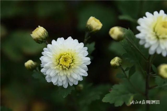 震撼!内江这里,满地尽带“黄金甲”(图5) 5.jpg