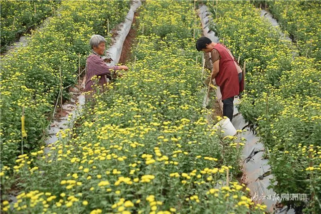 震撼!内江这里,满地尽带“黄金甲”(图6) 6.jpg