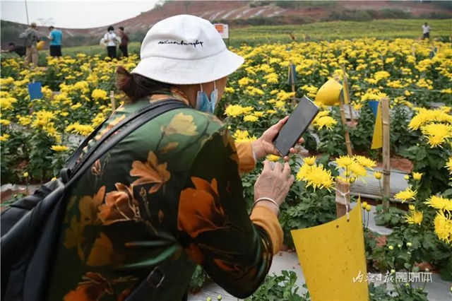 震撼!内江这里,满地尽带“黄金甲”(图2) 2.jpg