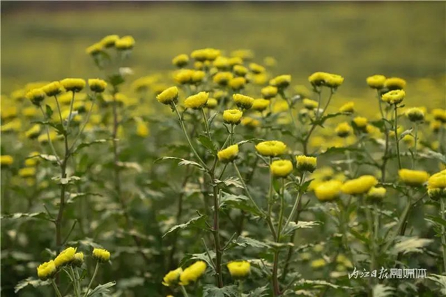 震撼!内江这里,满地尽带“黄金甲”(图4) 4.jpg