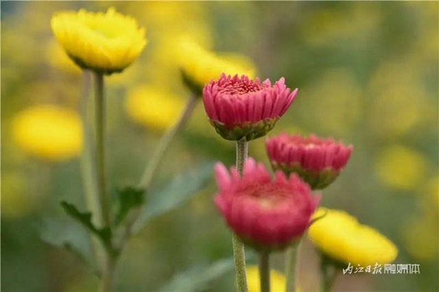 震撼!内江这里,满地尽带“黄金甲”(图3) 3.jpg