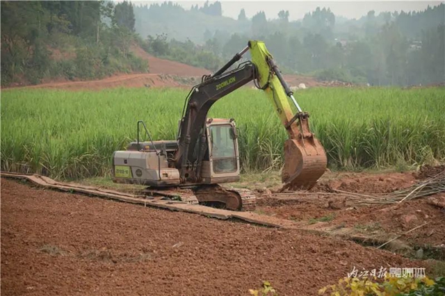 震撼!内江这里,满地尽带“黄金甲”(图9) 9.jpg