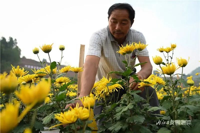 震撼!内江这里,满地尽带“黄金甲”(图7) 7.jpg