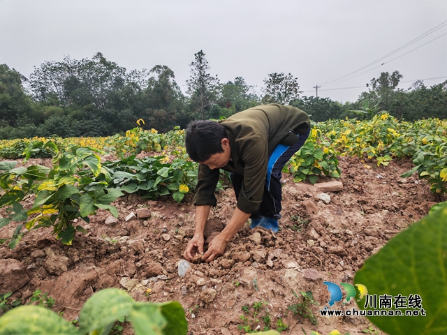 泸县 :开展非粮化整治,撂荒地长出“金豆豆”(图1) 大豆地里套种土豆(曾佐然摄).jpg