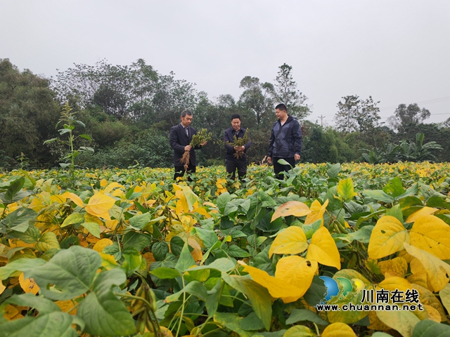 泸县 :开展非粮化整治,撂荒地长出“金豆豆”(图2) 闲置地里长势良好的大豆(曾佐然摄).jpg
