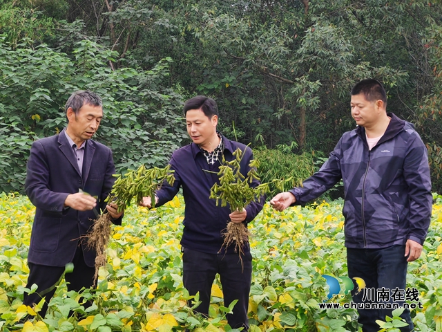 泸县 :开展非粮化整治,撂荒地长出“金豆豆”(图3) 镇村干部察看大豆长势(曾佐然摄).jpg