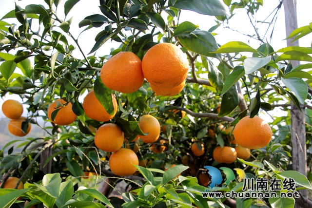 泸县石桥镇:“荒山”变“金山”,柑橘绘“丰”景(图2) 爱媛38号产业园.jpg