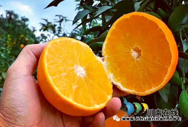 泸县石桥镇:“荒山”变“金山”,柑橘绘“丰”景(图1) 爱媛38号.jpg