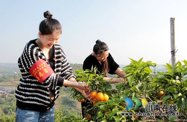 泸县石桥镇:“荒山”变“金山”,柑橘绘“丰”景(图5) 志愿者、果农采摘爱媛38号.jpg