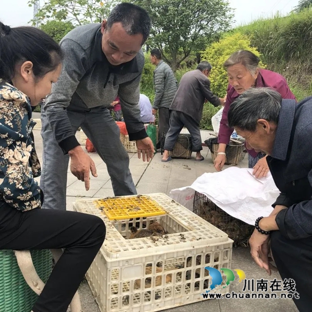 泸县:乡贤不忘故土恩,捐赠鸡苗暖人心(图1) 图片1.jpg
