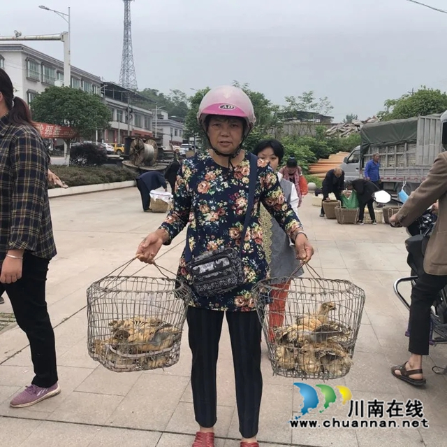 泸县:乡贤不忘故土恩,捐赠鸡苗暖人心(图3) 图片3.jpg